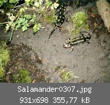 Salamander0307.jpg