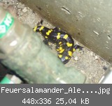 Feuersalamander_Alexander1.jpg