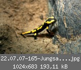 22.07.07-165-Jungsalamander.jpg