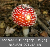 09150008-Fliegenpilz.jpg