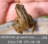 09150006-gruenfrosch-juvenil.jpg