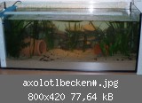 axolotlbecken#.jpg