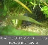 Axolotl 3 17.2.07 (Large).jpg