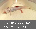 Krankolotl.jpg