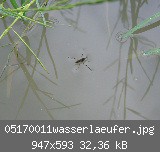 05170011wasserlaeufer.jpg