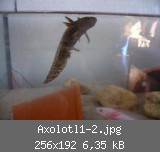Axolotl1-2.jpg