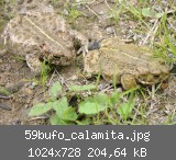 59bufo_calamita.jpg