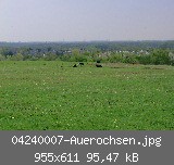 04240007-Auerochsen.jpg