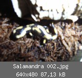 Salamandra 002.jpg