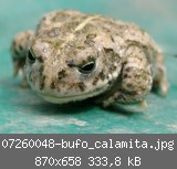 07260048-bufo_calamita.jpg