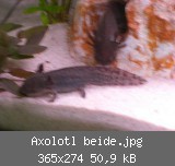 Axolotl beide.jpg