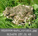 08160004-bufo_viridis.jpg