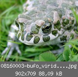 08160003-bufo_viridis-kl.jpg