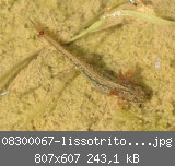 08300067-lissotriton_vulgaris.jpg