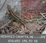 08300013-lacerta_agilis-f-kl.jpg