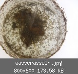 wasserasseln.jpg