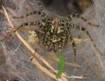 bils rostrote winkelspinne.jpg