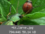 +kk.larve.jpg
