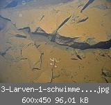 3-Larven-1-schwimmend-OB.jpg