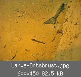 Larve-Ortsbrust.jpg