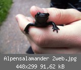 Alpensalamander 2web.jpg