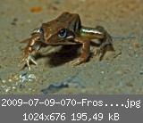 2009-07-09-070-Frosch-nah.jpg