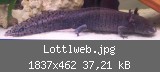 Lottlweb.jpg