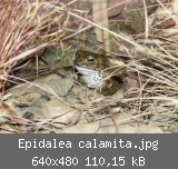 Epidalea calamita.jpg