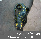 Sal. sal. bejarae 2005.jpg