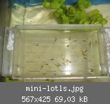 mini-lotls.jpg