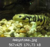 Ambystoma.jpg