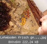 Lehmboden frisch gewssert.jpg