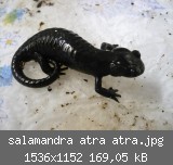 salamandra atra atra.jpg