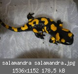 salamandra salamandra.jpg