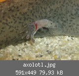 axolotl.jpg