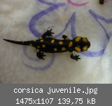 corsica juvenile.jpg