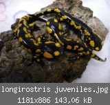 longirostris juveniles.jpg