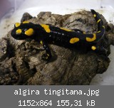 algira tingitana.jpg