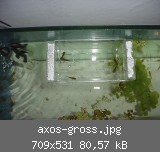 axos-gross.jpg