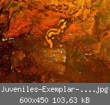 Juveniles-Exemplar-eingefr.jpg