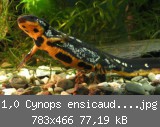 1,0 Cynops ensicauda popei.jpg