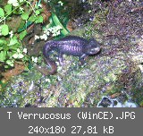 T Verrucosus (WinCE).JPG