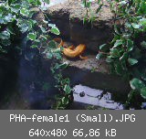 PHA-female1 (Small).JPG
