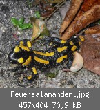 Feuersalamander.jpg