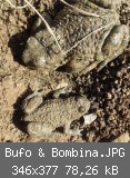 Bufo & Bombina.JPG