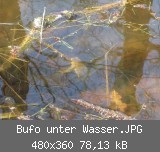 Bufo unter Wasser.JPG