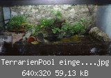 TerrarienPool eingerichtet.jpg