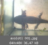 axolotl 001.jpg