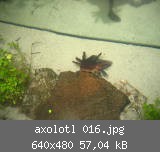 axolotl 016.jpg