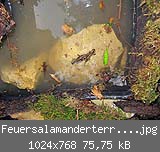 Feuersalamanderterrarium 2.jpg